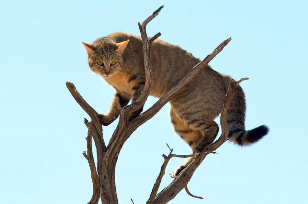 Divlje mačke prete da istrebe ugrožene vrste u Australiji