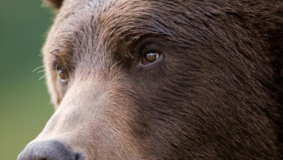 Mrki smeđi braon medved