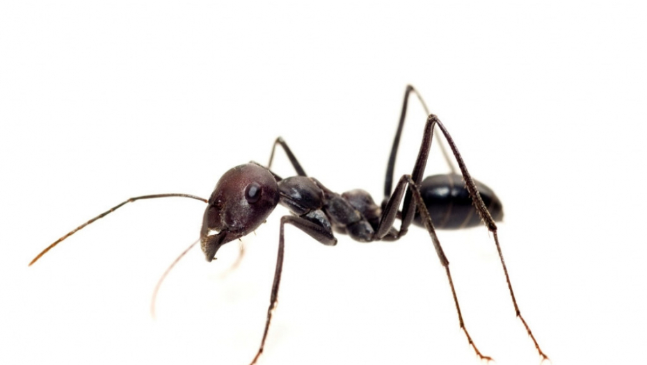 Mrav Insekt