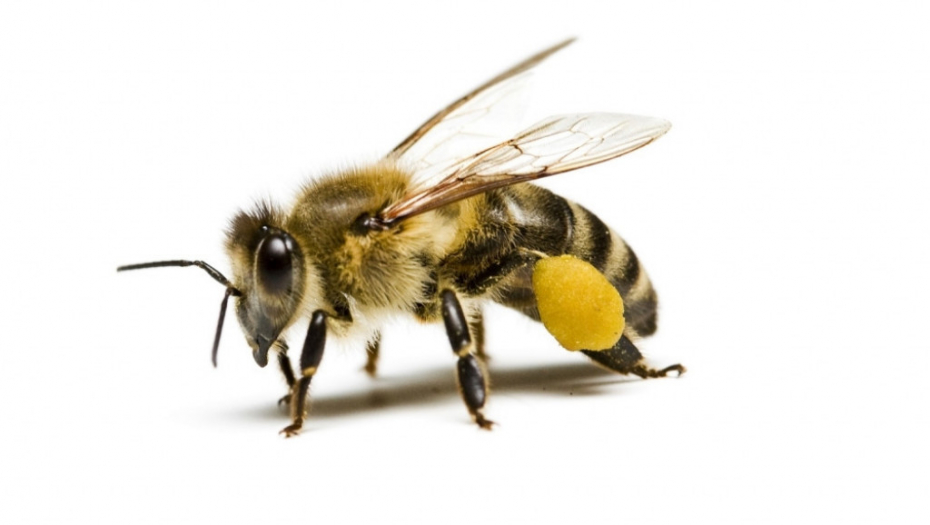 Pčela Insekt