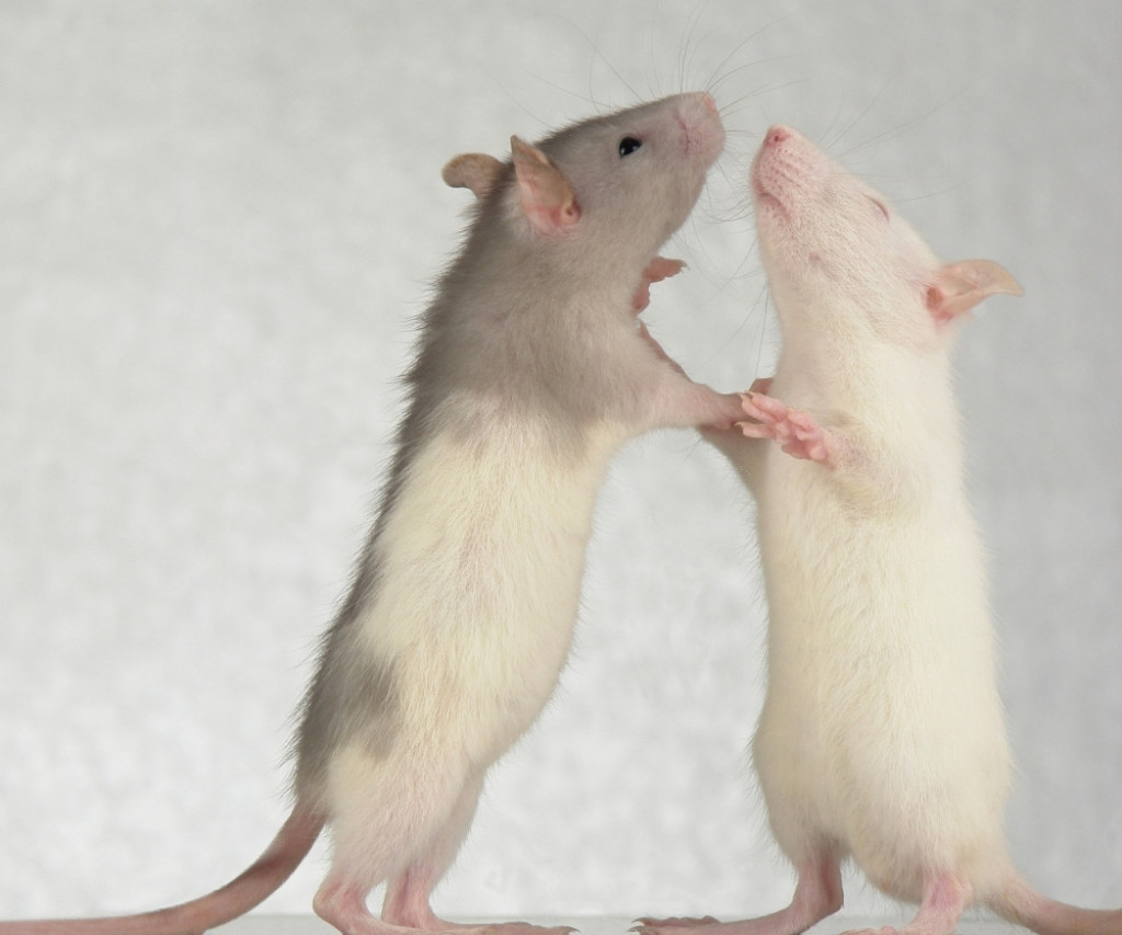 Beli laboratosijski miš Miševi Pacovi Pacov