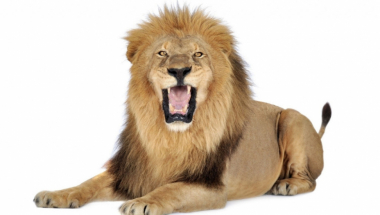 Lav Kralj životinja