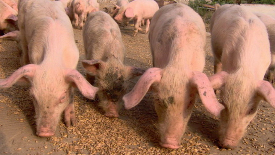 Svinje Prasići Farma svinja