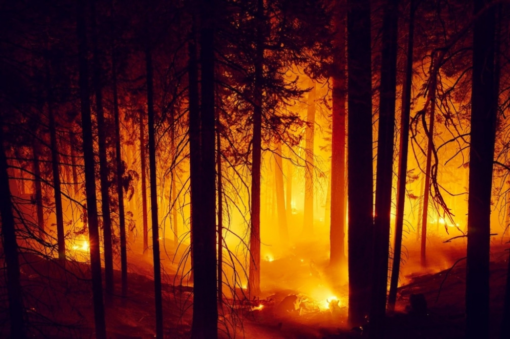 Šumski požar