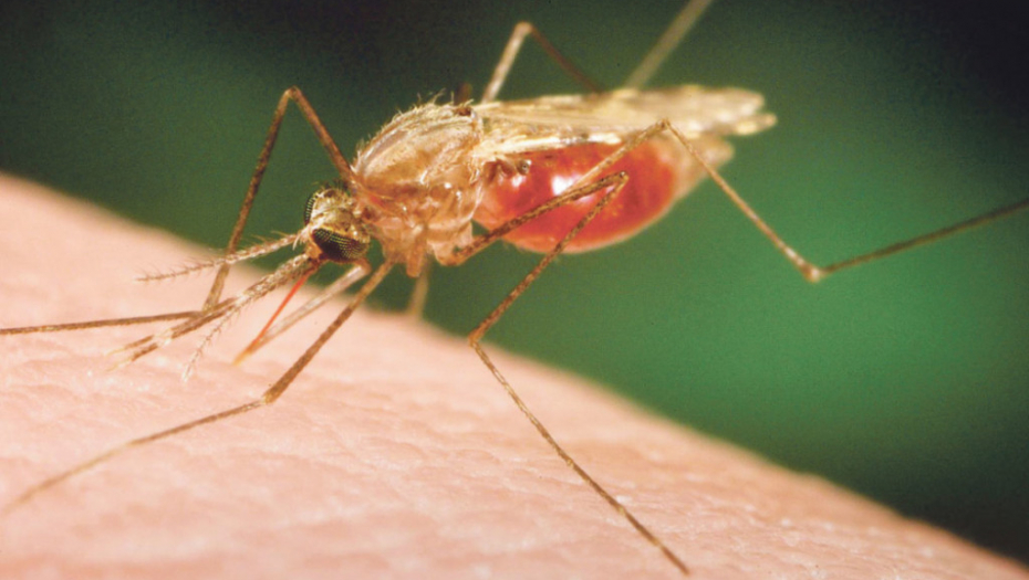 Malarični komarac