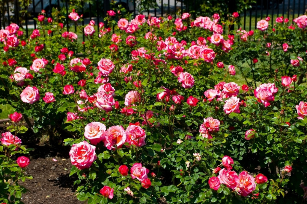 Ruže Ružičnjak Bašta Cveće