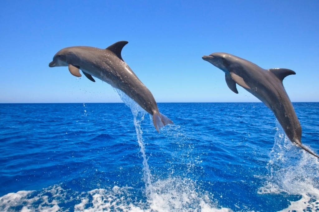 Delfini