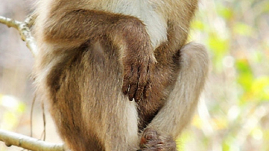 Majmun makaki