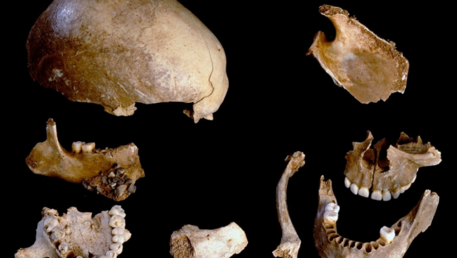 Homo sapiens kosti praistorija
