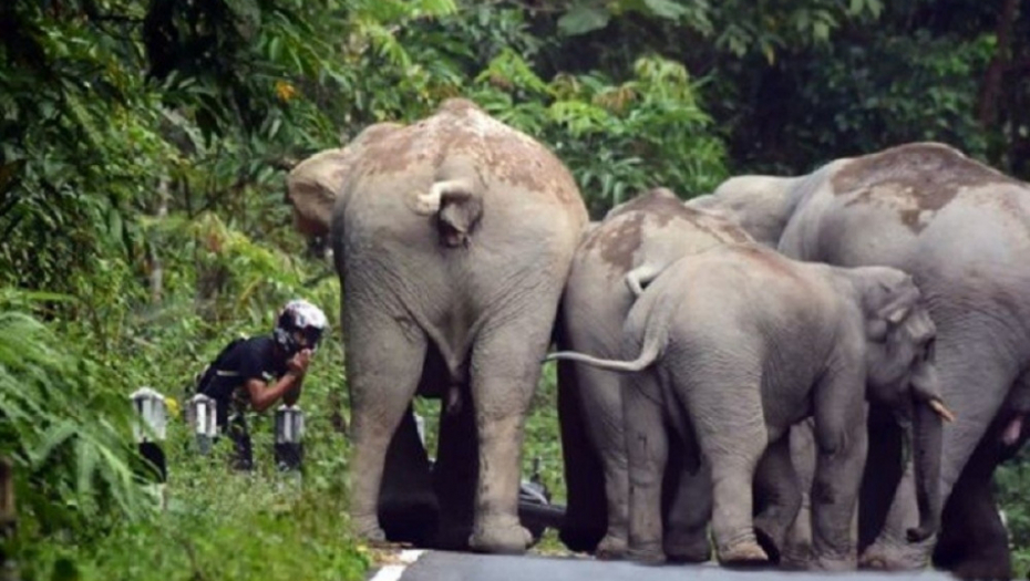 Slon slonovi molitva