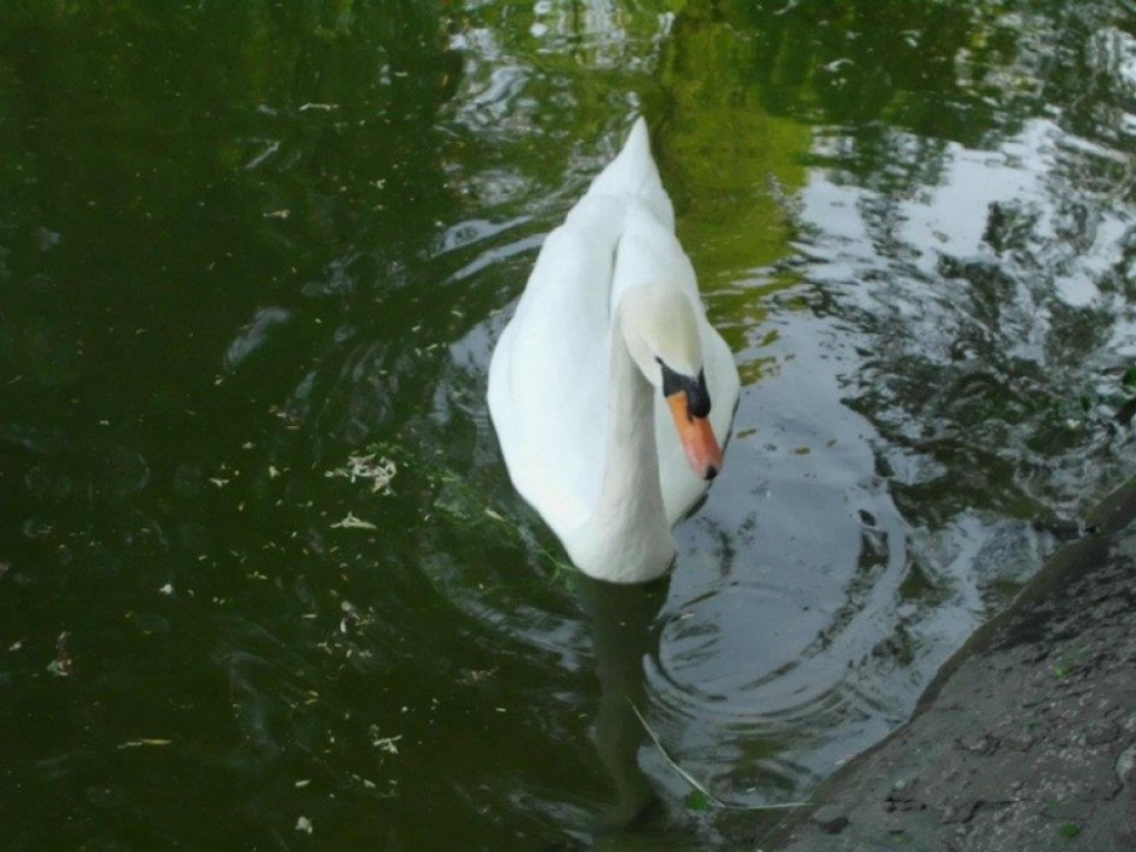 labud labudovi iz novog sada dunavski park novi sad