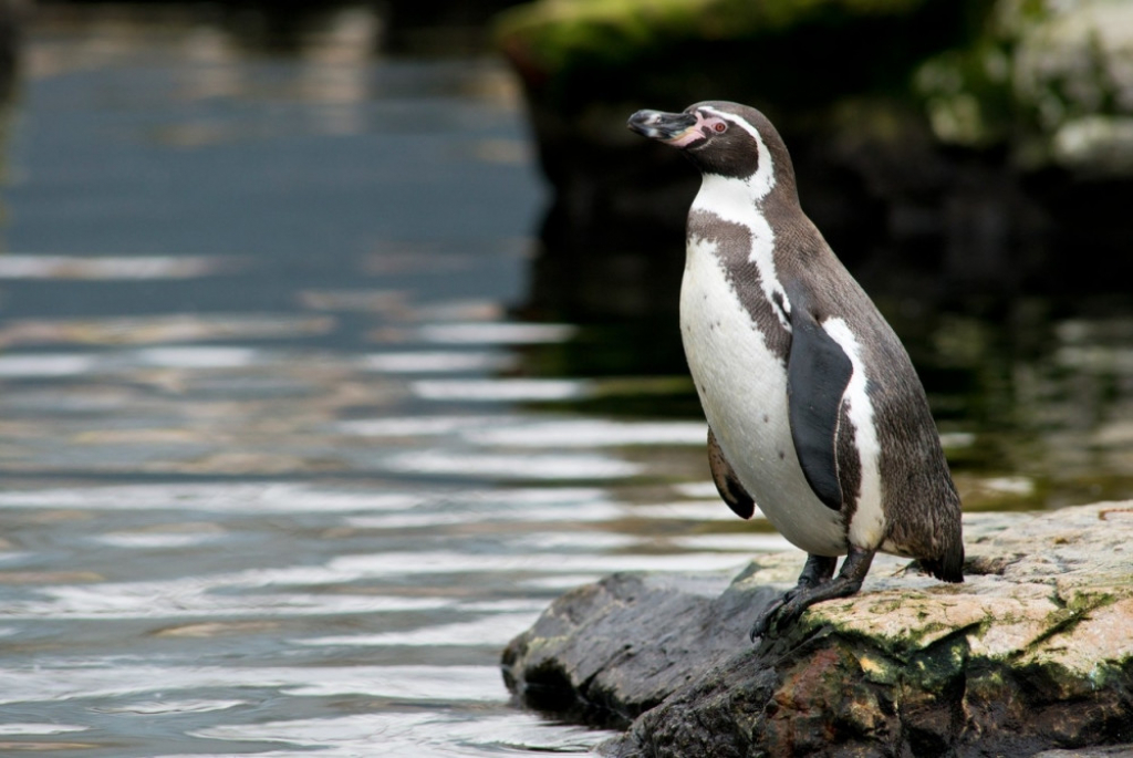 Humboltov pingvin