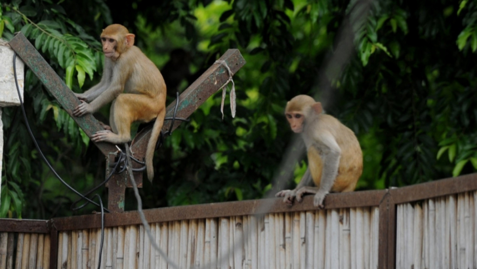 Majmun Majmuni Bonetov makaki Indija