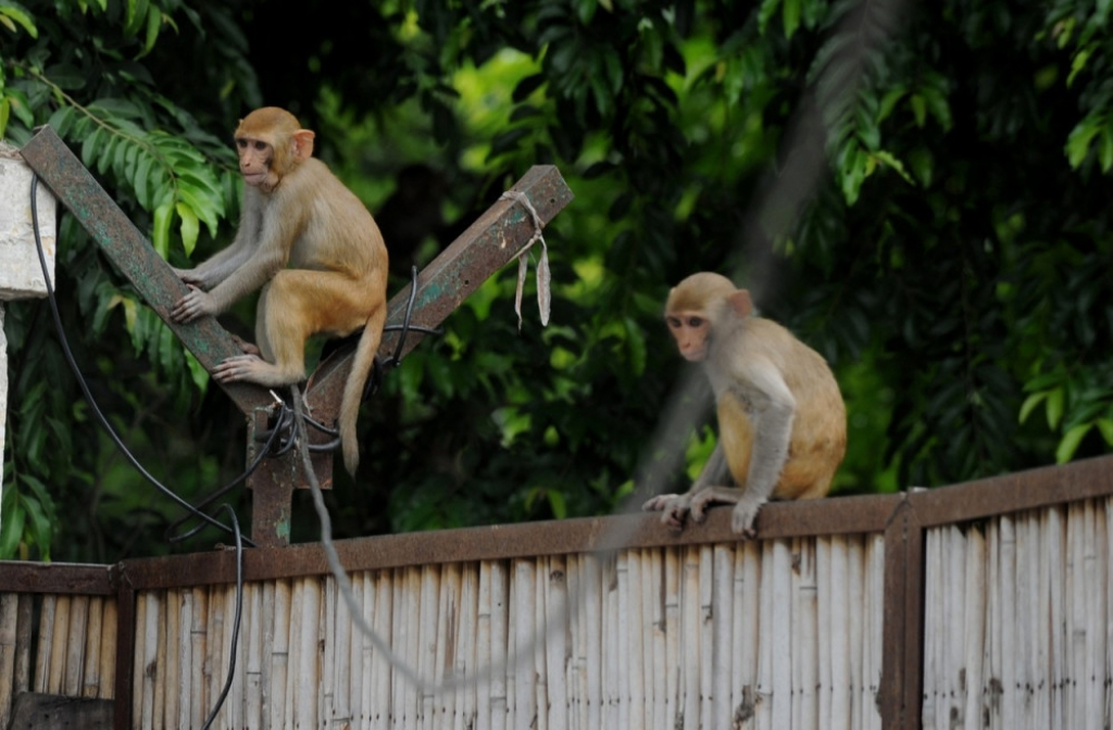 Majmun Majmuni Bonetov makaki Indija