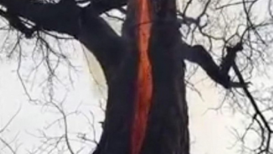 Drvo koje gori iznutra