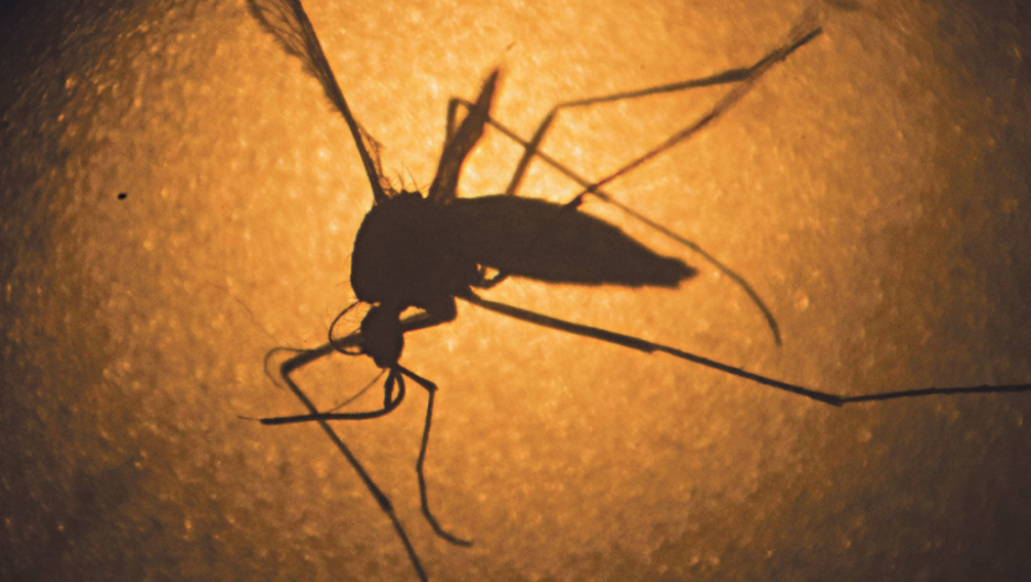 Komarci šire opaku bolest