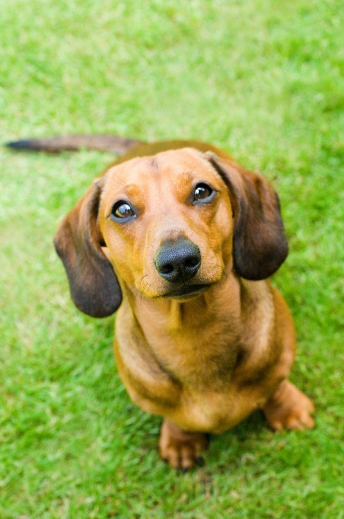 pas jazavičar kućni ljubimac