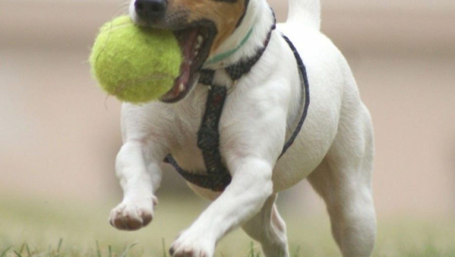Džek Rasel terijer pas lopta ljubimac