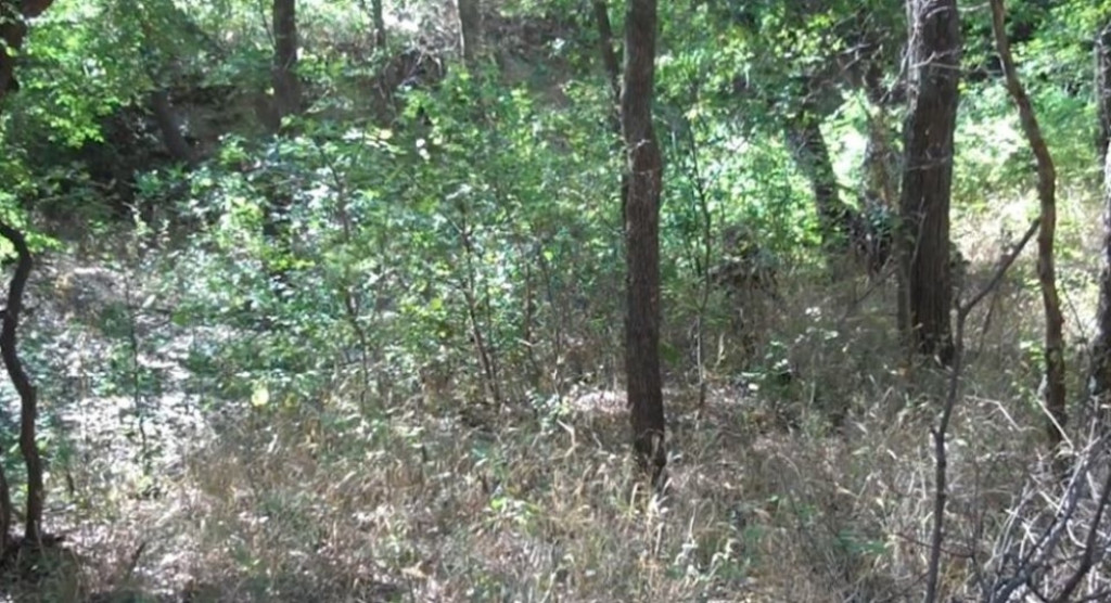 Šuma vojnik kamuflaža