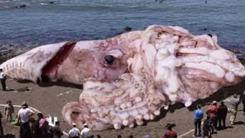 Abnormalno velika hobotnica