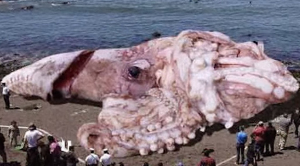 Abnormalno velika hobotnica