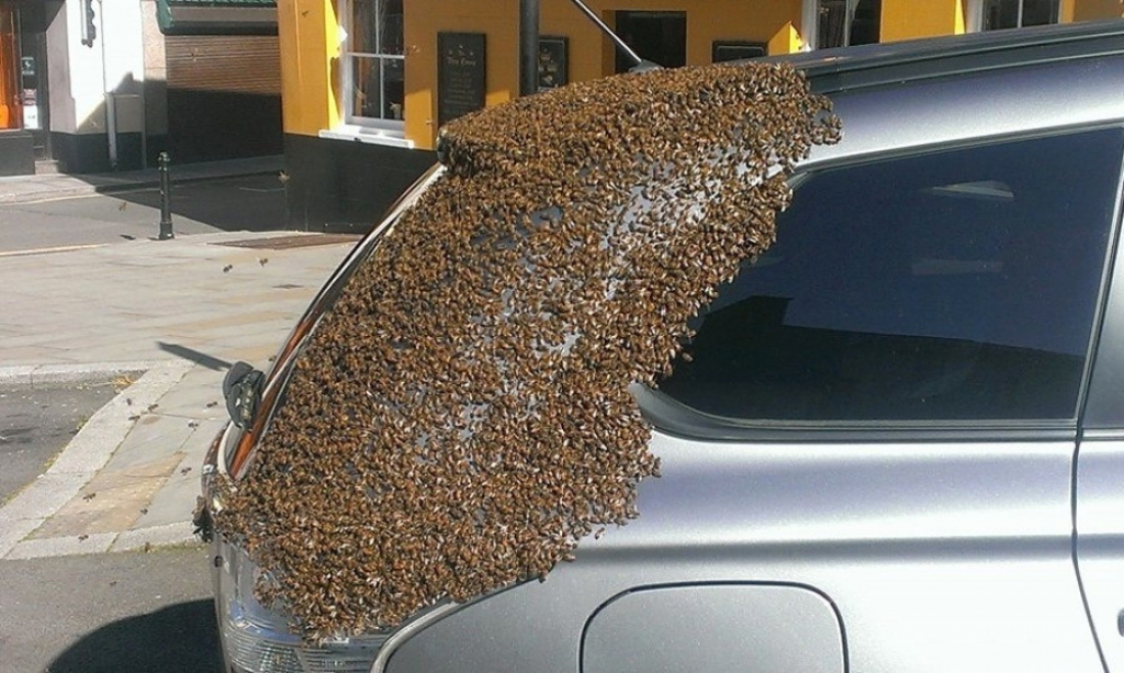 Pčele napale automobil