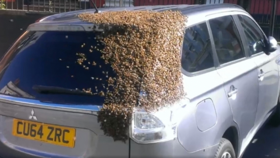 Pčele spopale automobil