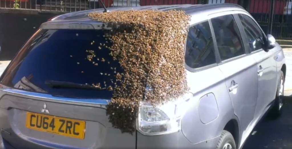 Pčele spopale automobil