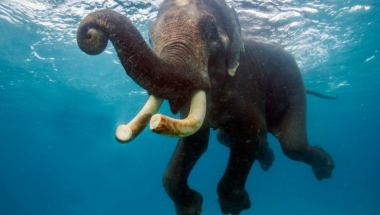 Slonče Rajan obožava da pliva u moru
