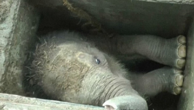 Slonče zaglavljeno u šahtu