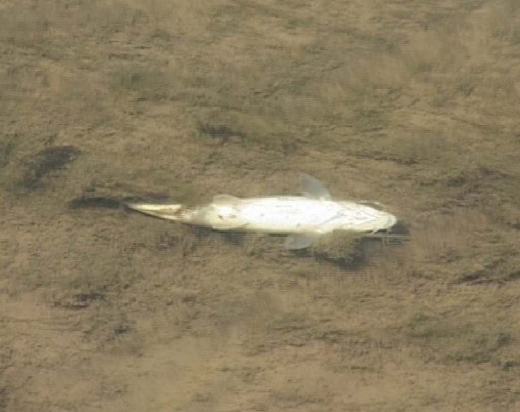 Pomor ribe u Kolubari