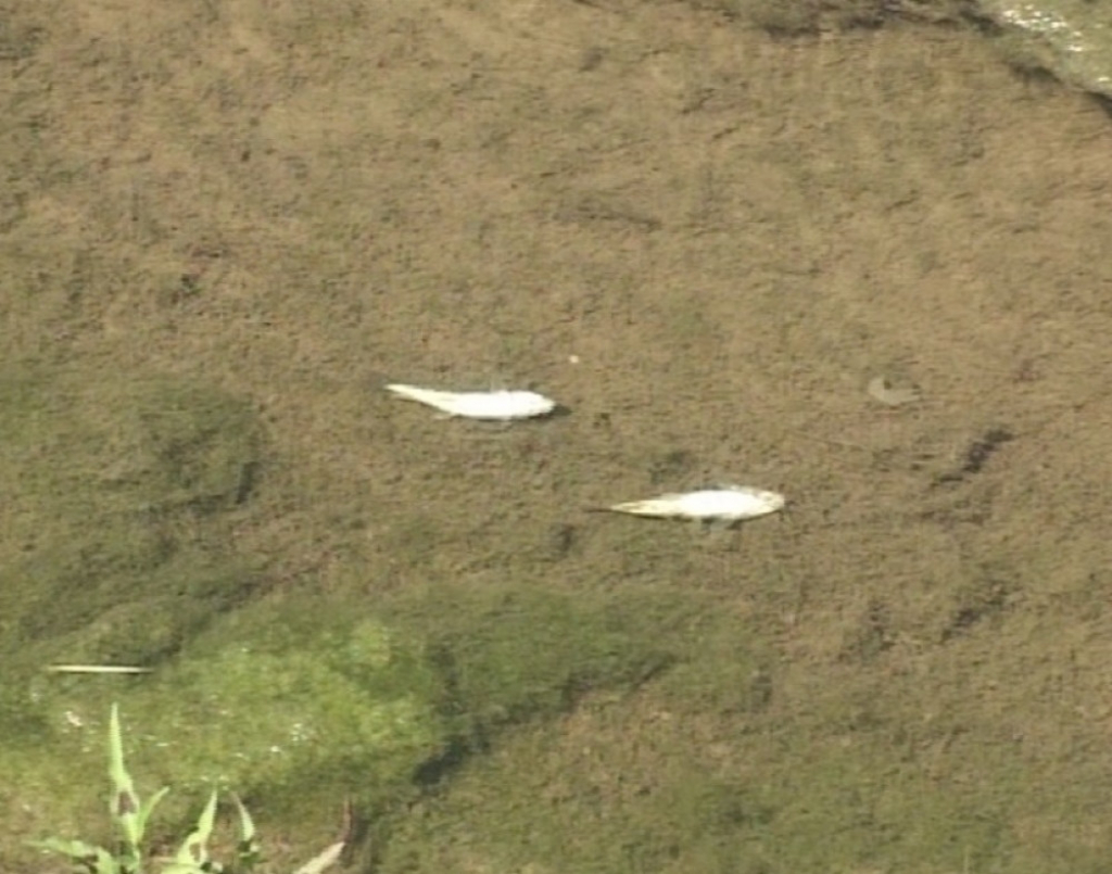 Pomor ribe u Kolubari