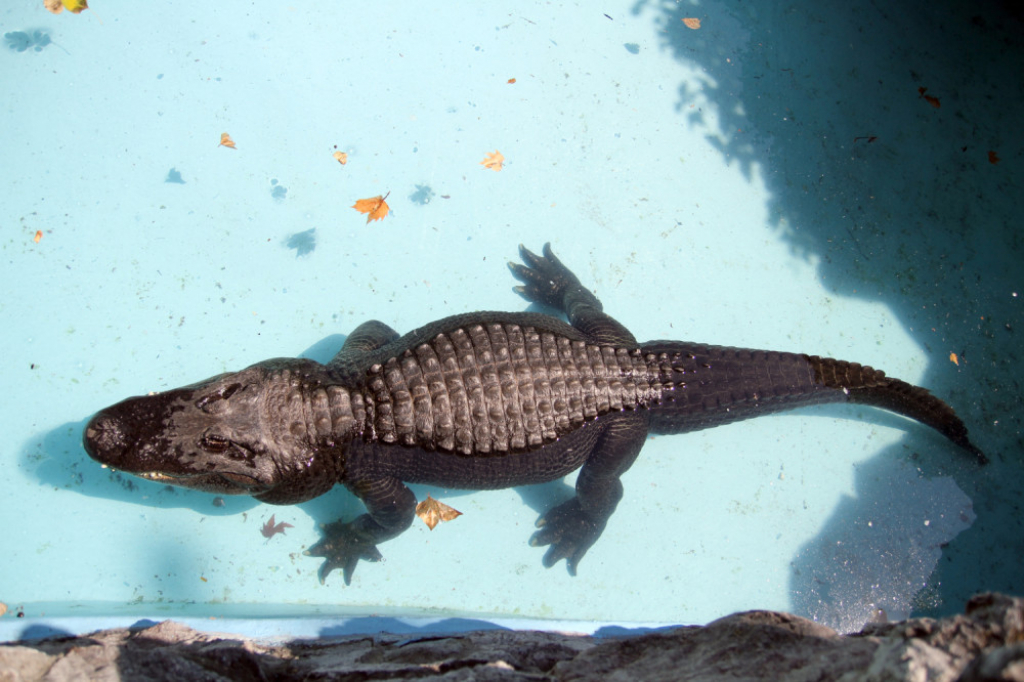 Aligator Mujo
