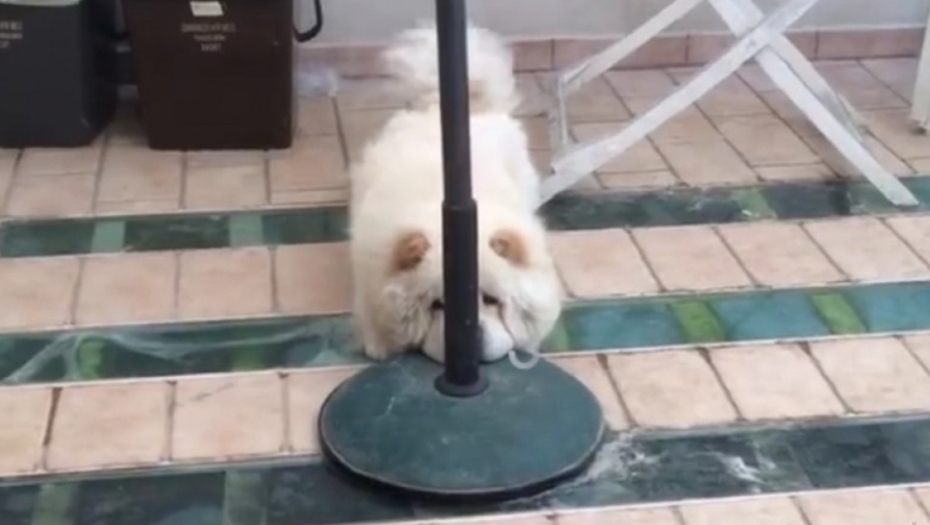 Pas se krije iza šipke
