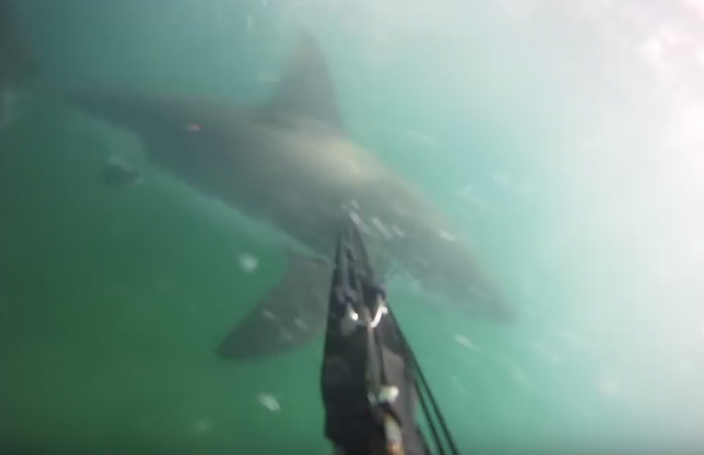 Napad ajkule u Santa Barbari