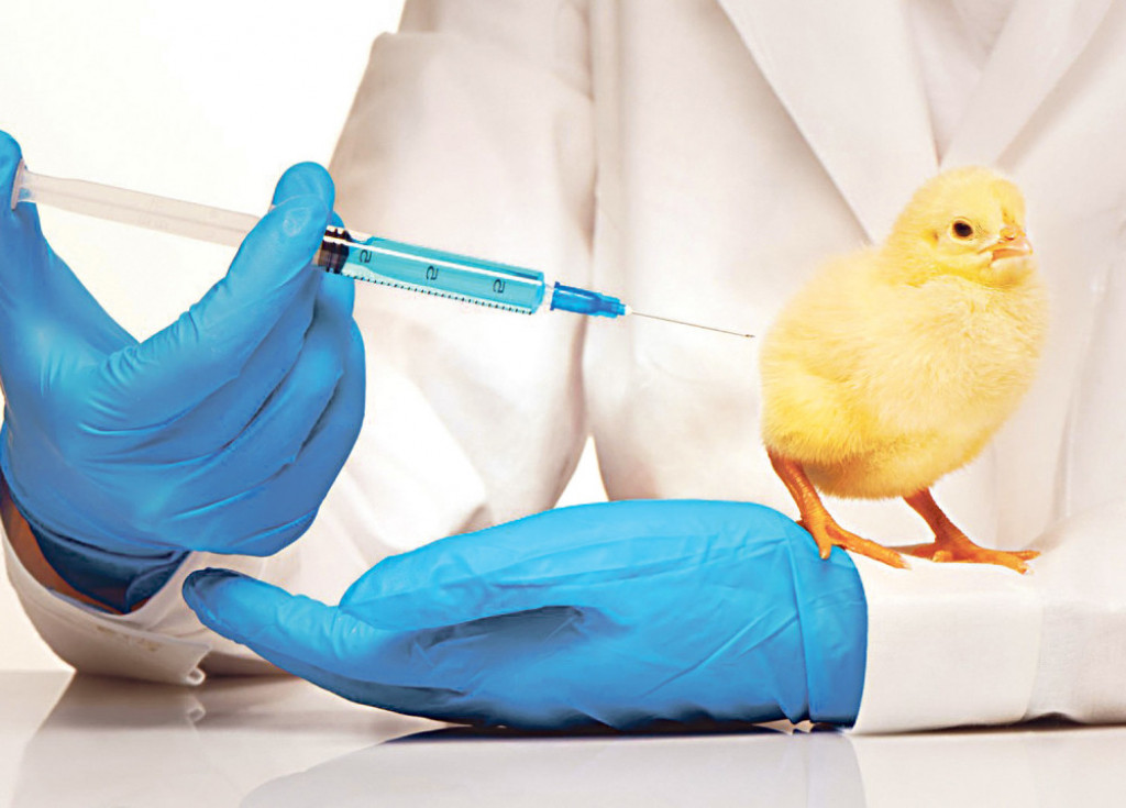 Piliće kljukaju svim i svačim kako bi što pre dobili na težini