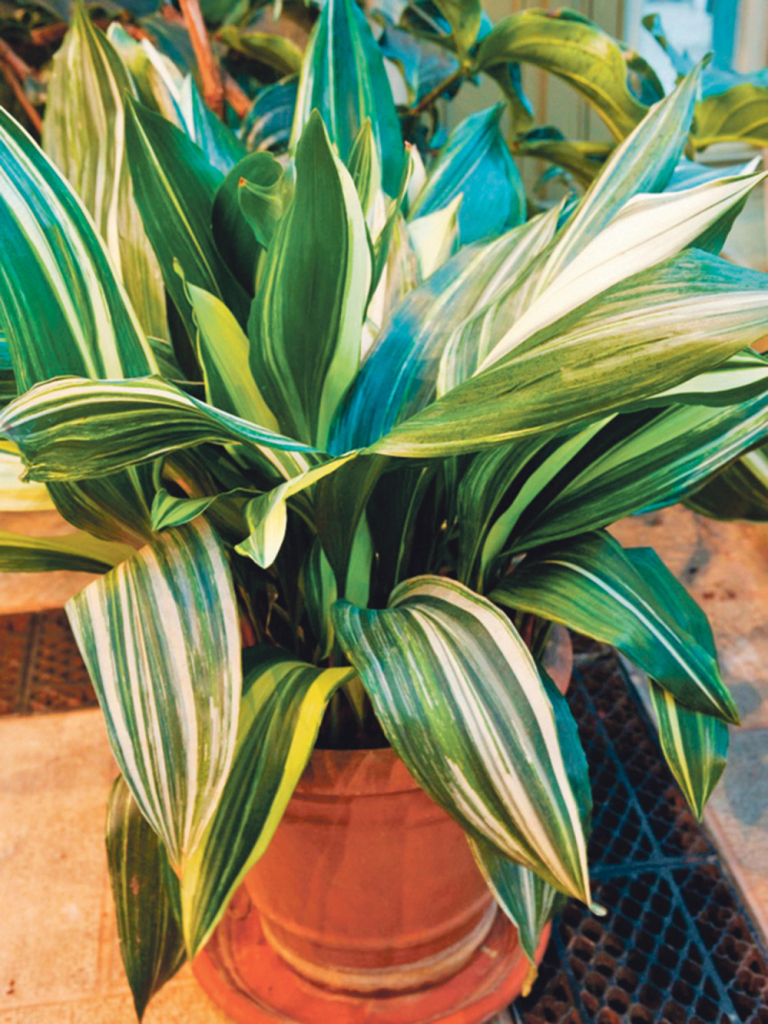 Aspidistra