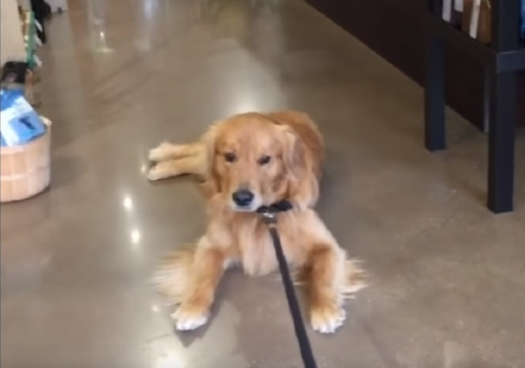 Pas koji odbija da napusti Pet shop