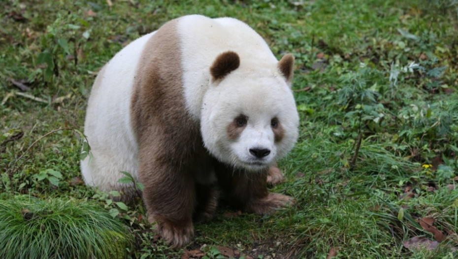 Braon panda Kizai