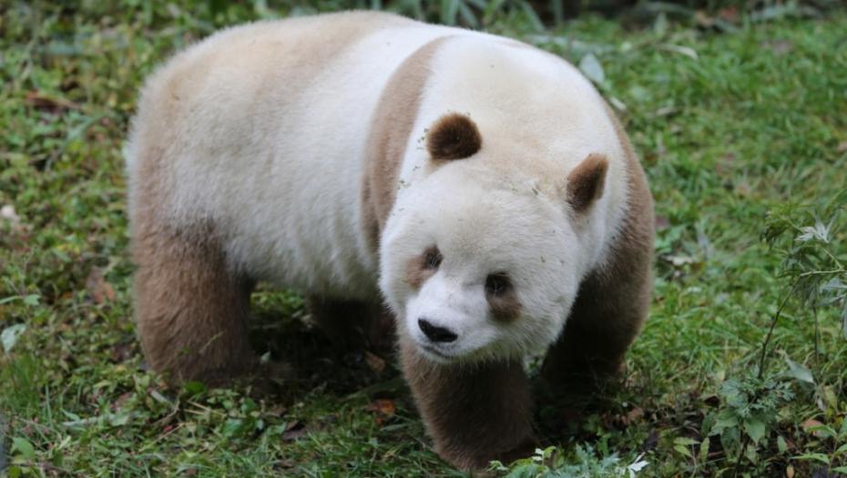 Braon panda Kizai