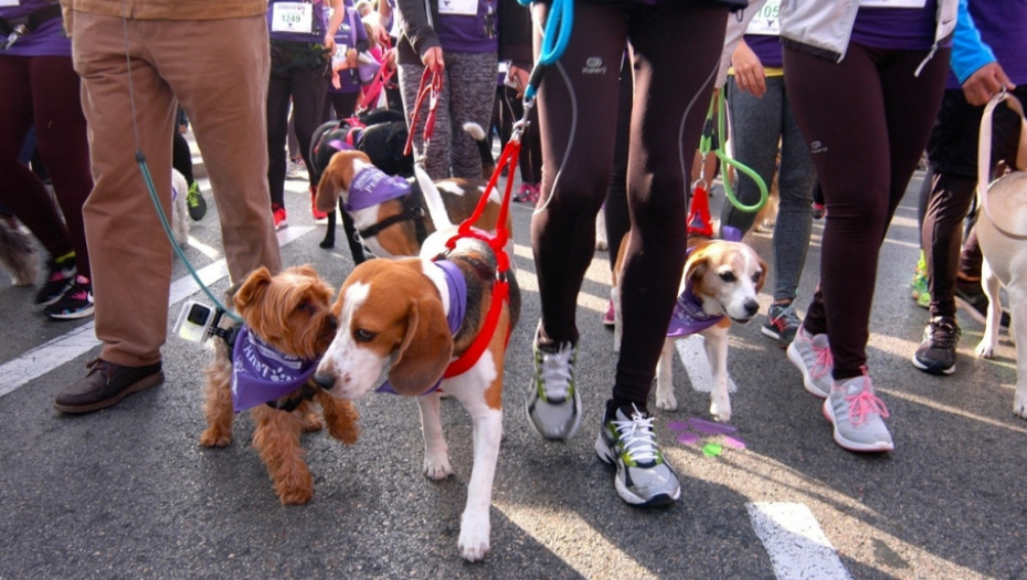 Maraton za pse u Madridu