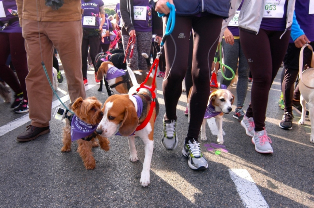 Maraton za pse u Madridu