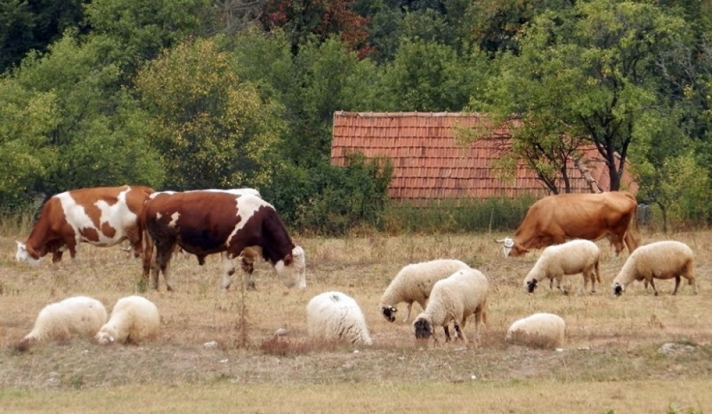 Krave i ovce