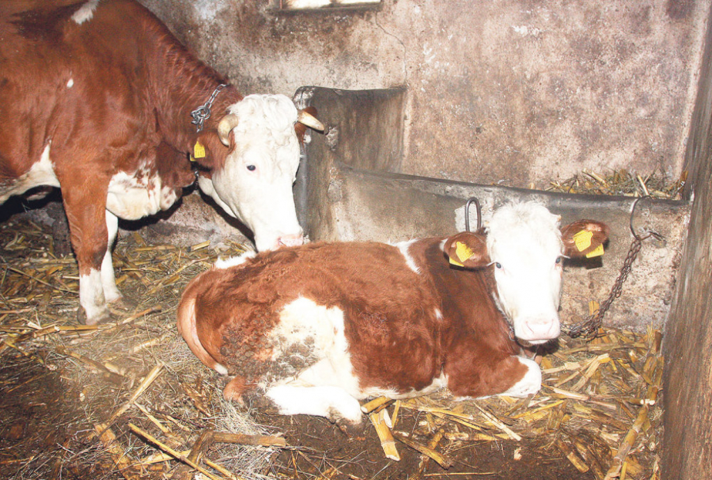 Nemamo ni dovoljno grla