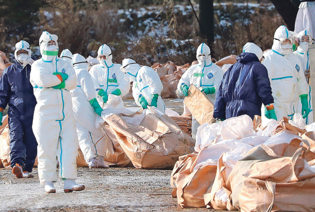 Uginulo šest labudova kod Koviljskog rita