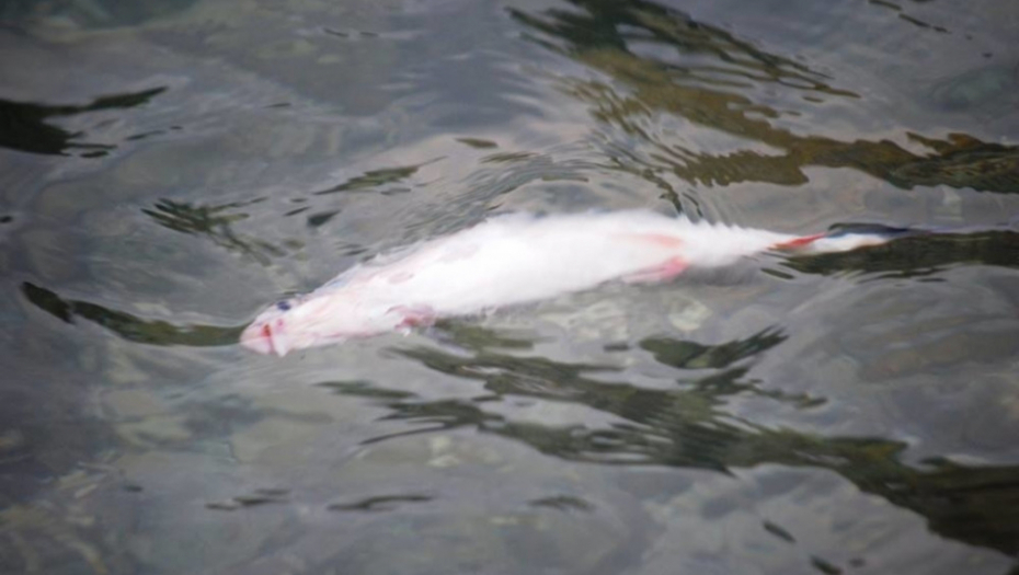 Kormorani desetkovali ribu na Drini