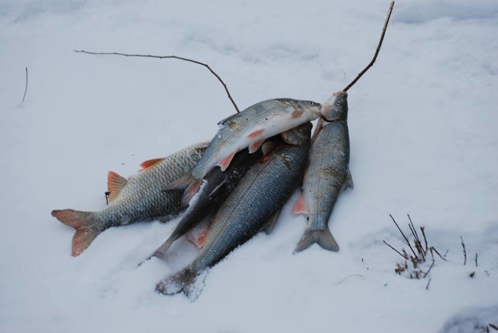 Kormorani desetkovali ribu na Drini