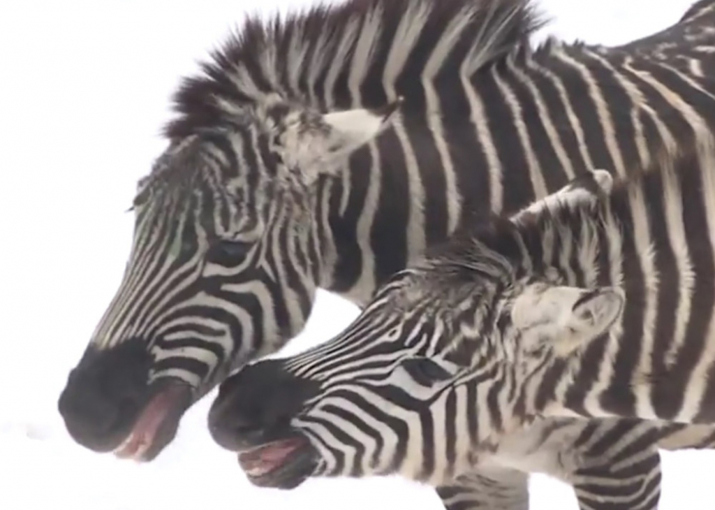 Zebre u Beo zoo-vrtu