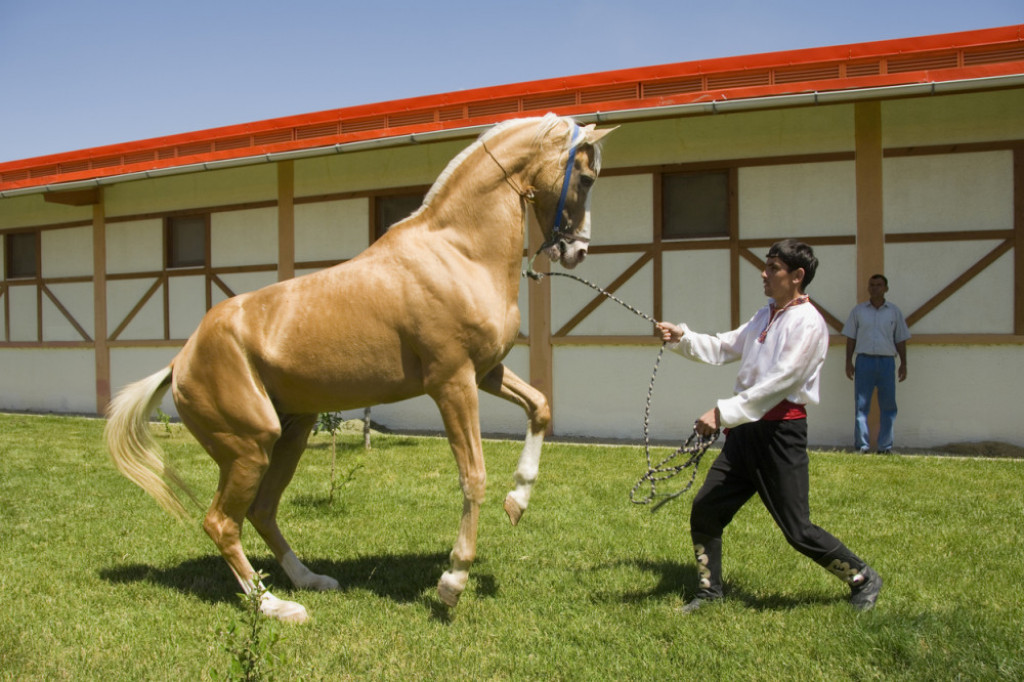 Akhal-teke konj