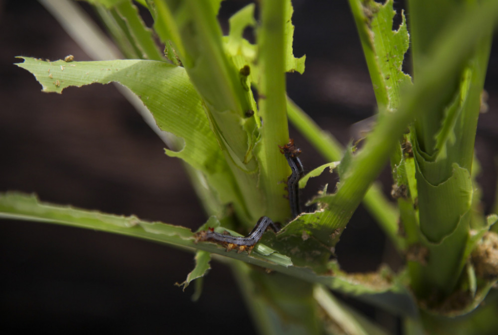 Gusenice opustošile Afriku